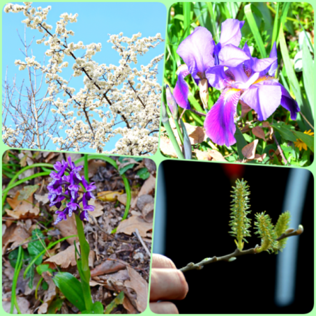 fiori-escursione-tempio-pausania