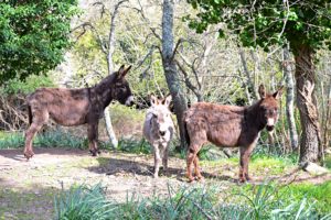 asinelli-tempio-pausania