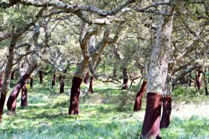 sughereta-mezaustu-tempio-pausania