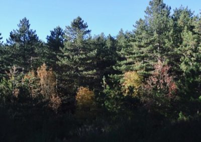 alberi-monte-limbara