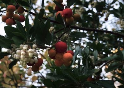 corbezzolo-monte-limbara