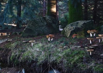 funghi-monte-limbara