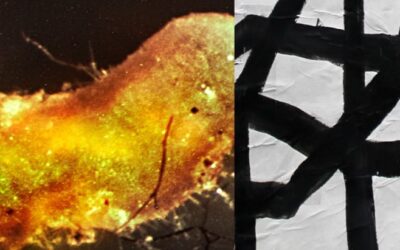 MUSEO ORGANICA | OPENING NUOVE MOSTRE