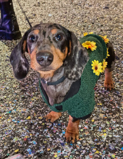 carrasciali timpiesu IMG_9703